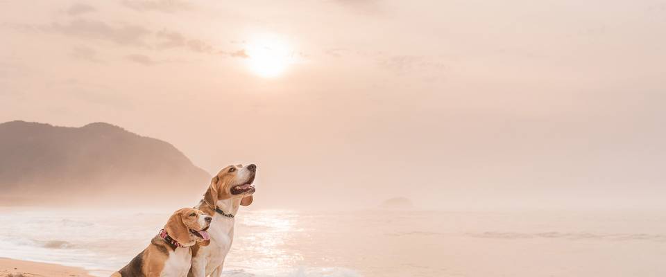 A Importância da Fotografia Pet para Criar Lembranças Duradouras