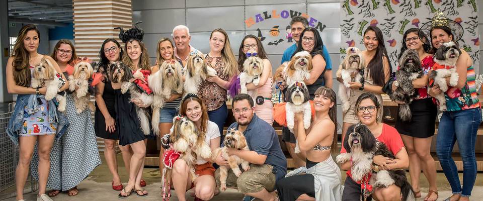 Halloween Amor de Shihtzu RJ