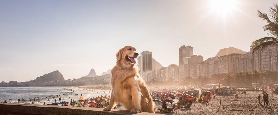 Projeto Fotográfico Pet Cãorioca da Gema Parte 1