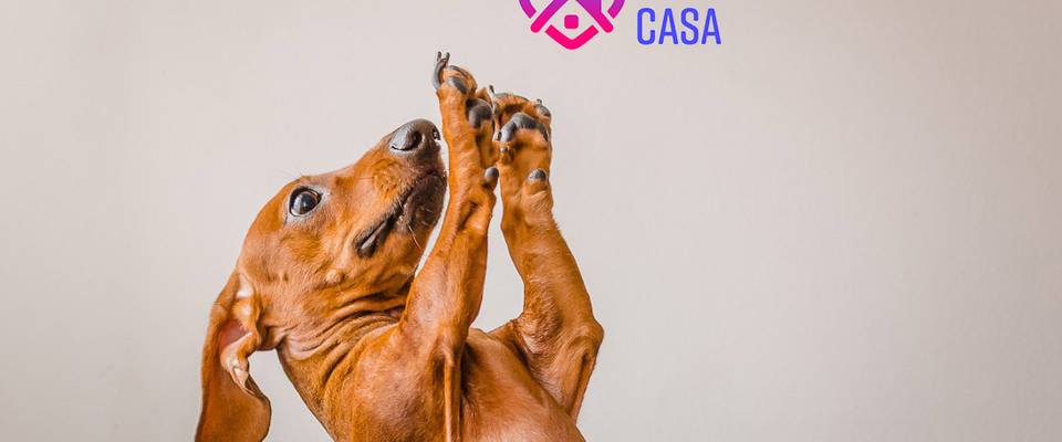 O que fazer durante a quarentena com seu pet?