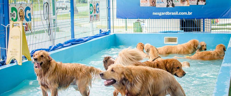 Encontro de Goldens Dez/2019 - The Dog Station Park
