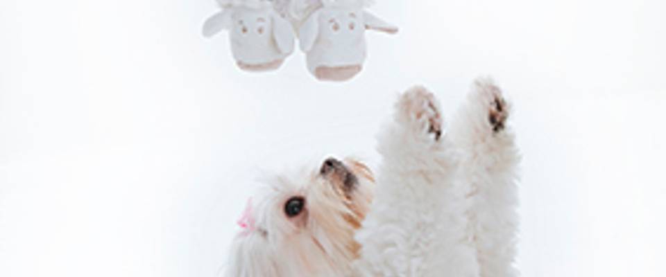 Ensaio Fotográfico com Pets