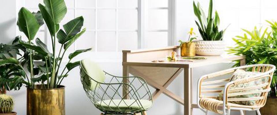 Plantas dentro de Casa
