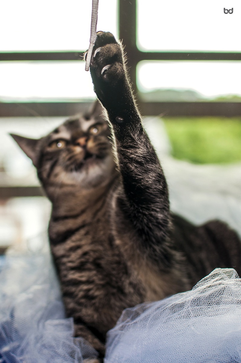 Gata Vick Unhas Cadarço