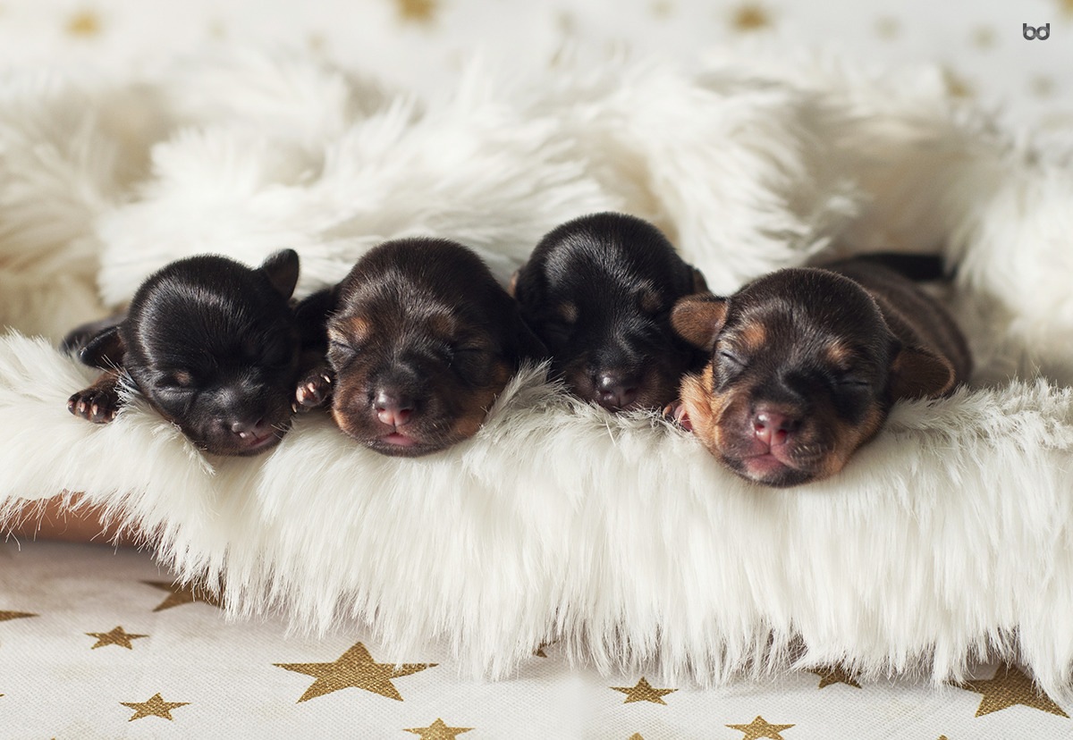 NewBorn Dog Filhotes Cães