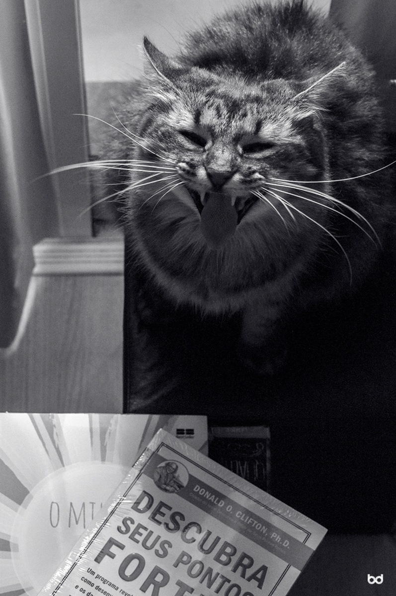 Gata Mingau Bocejando Livros