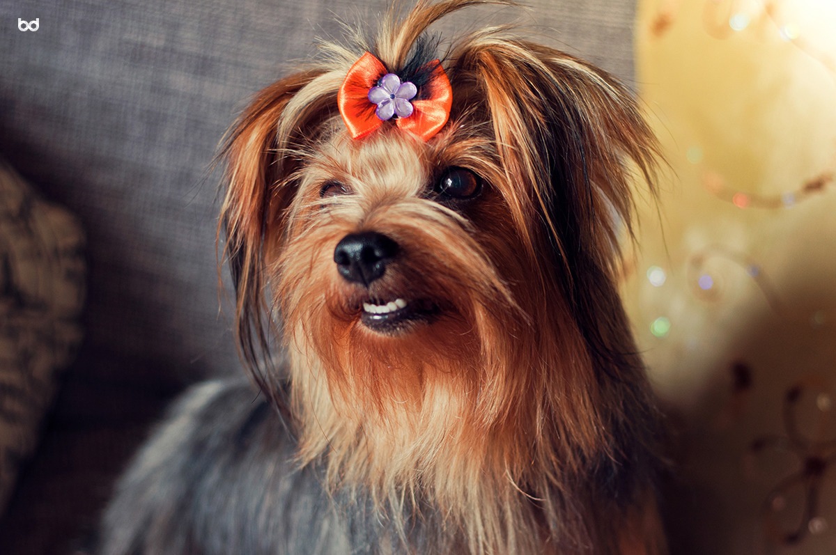 Laila Cachorra Yorkshire Dentinhos