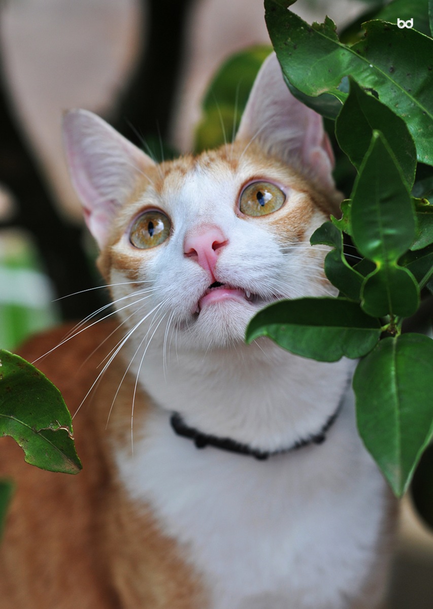 Gato Amarelo Joaquim Natureza Folhas