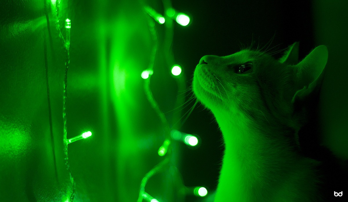 Gato Luzes Verdes
