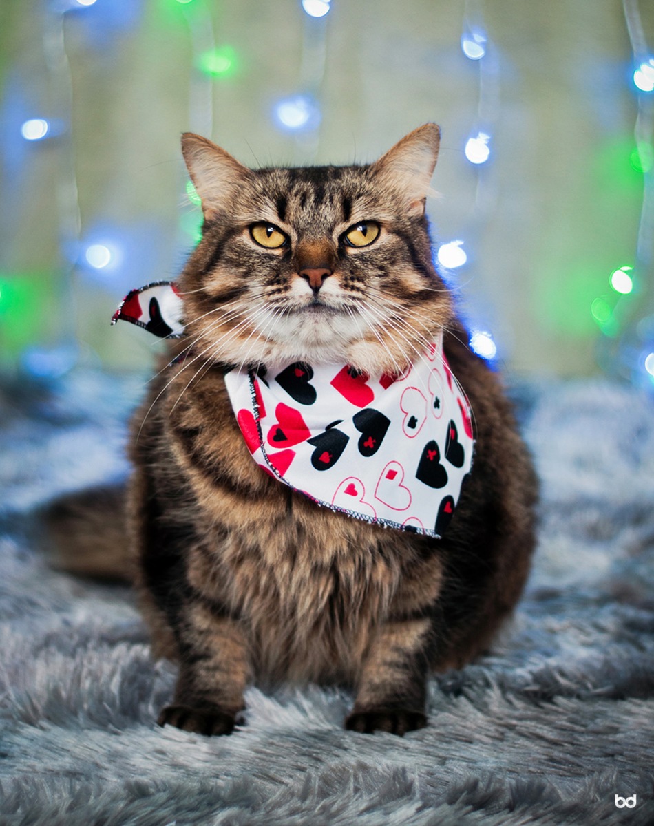 Gata Mingau Bandana