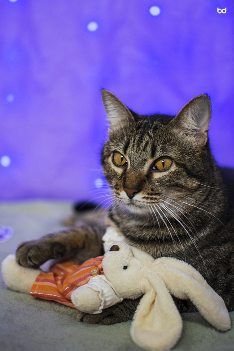 Gato Alfredo Coelho Pelúcia