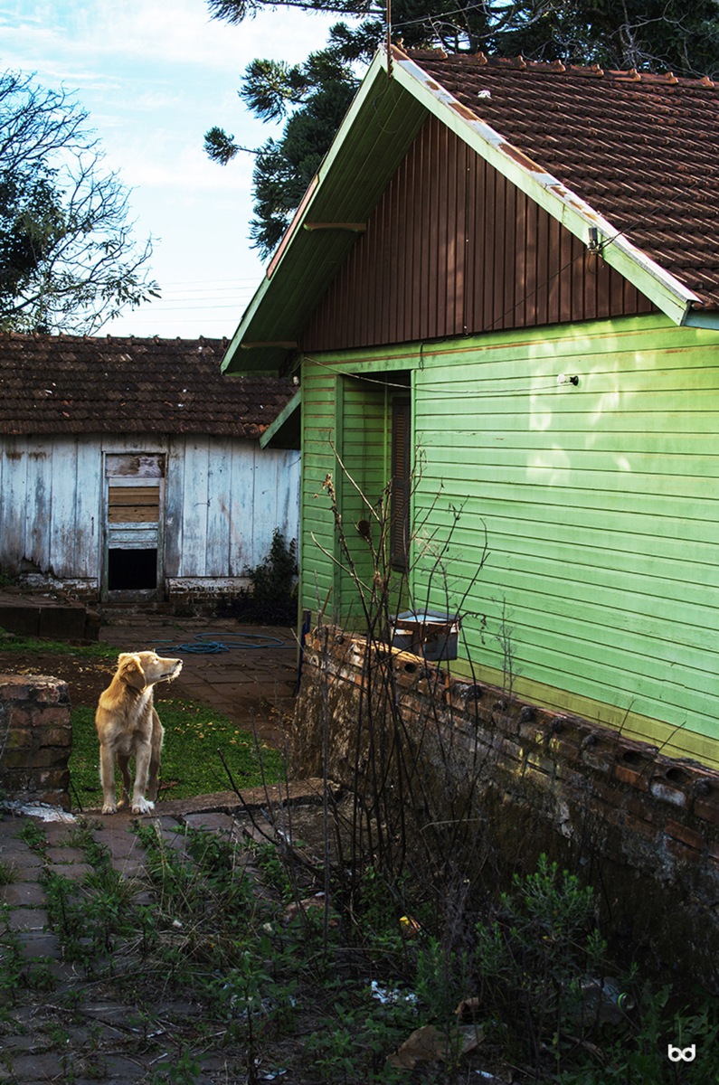 Exposição Nostálgicos Encantos Cachorro Lagoa Vermelha