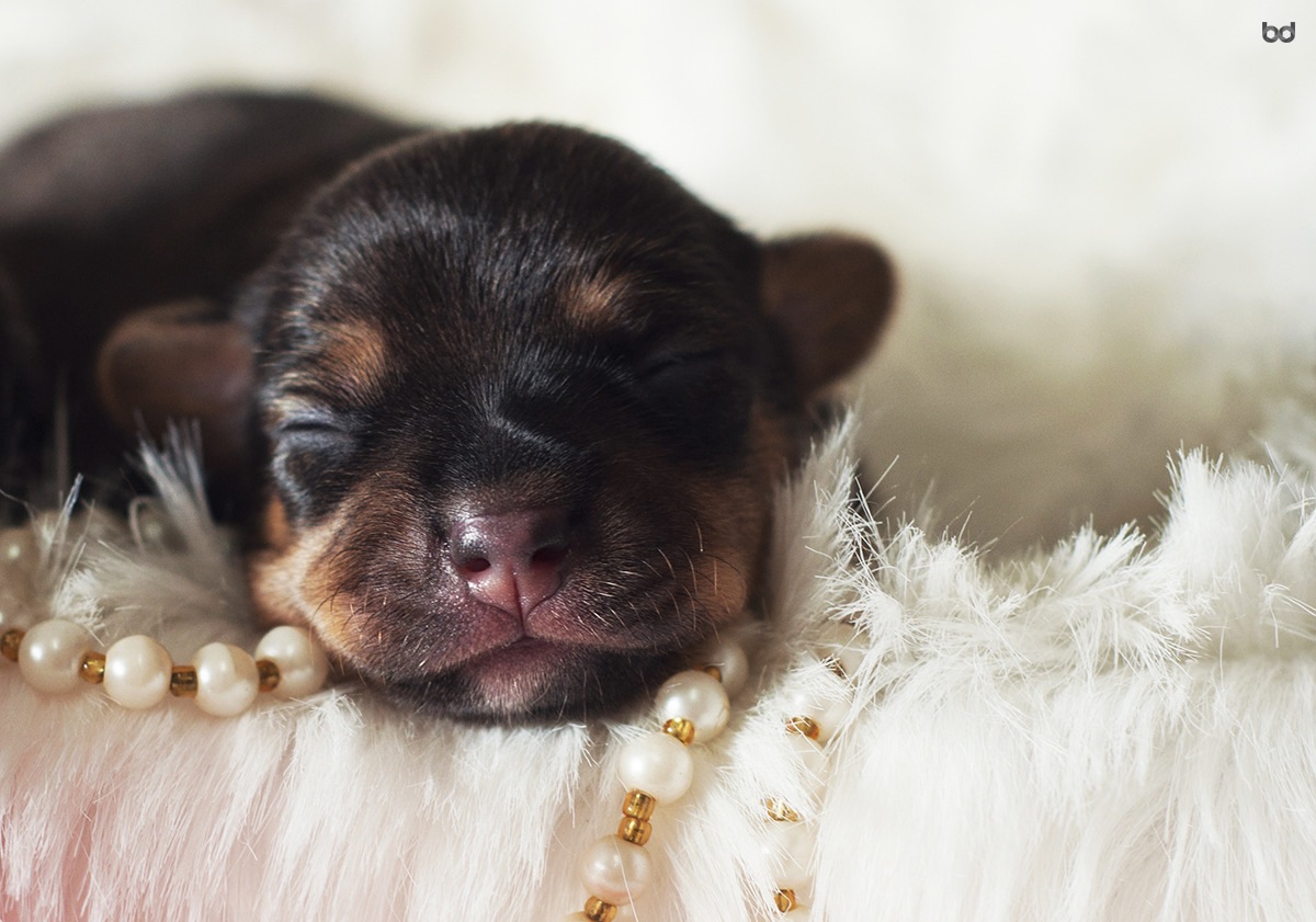 NewBorn Dog Filhote Cão