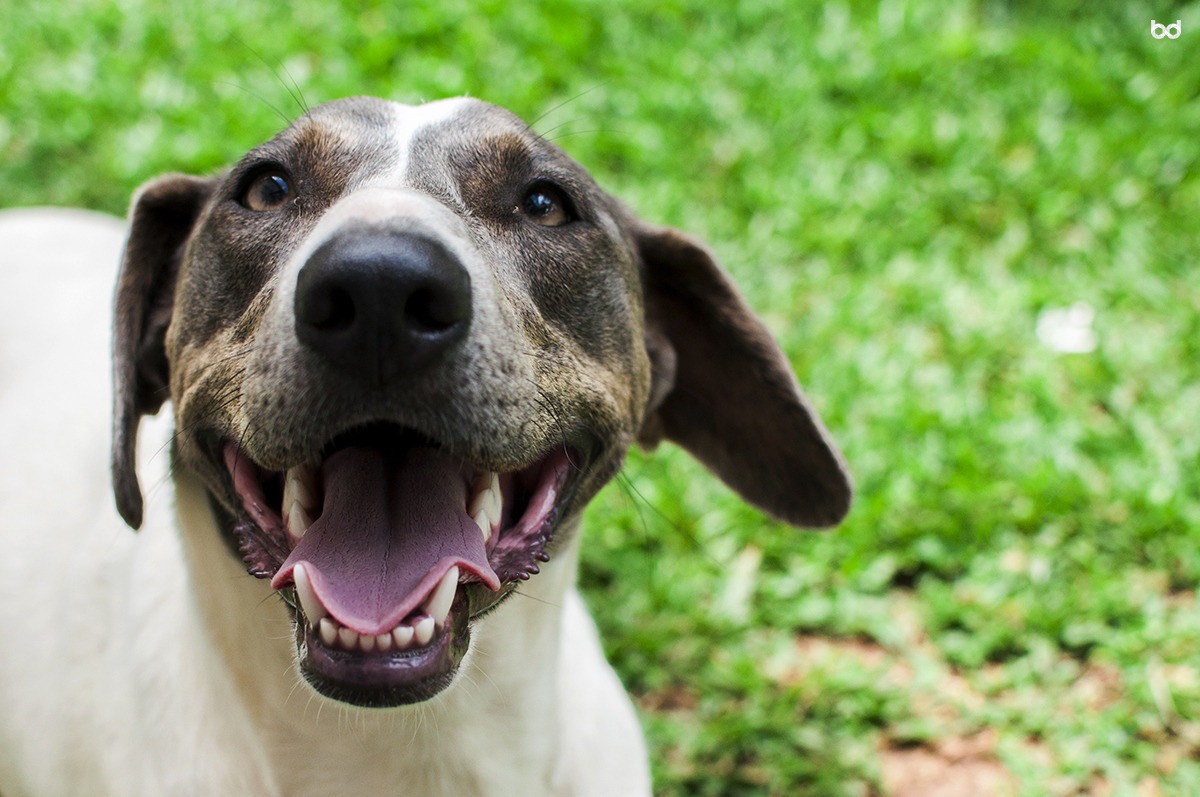 Lua Cachorra Feliz Dentes Língua Grama