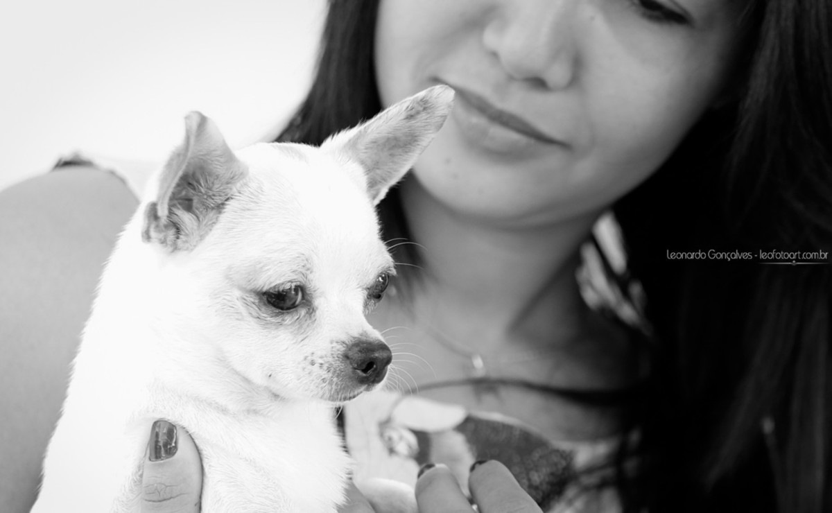 Chiuauaua - foto Pet para empresa, trabalho feito por um profissional