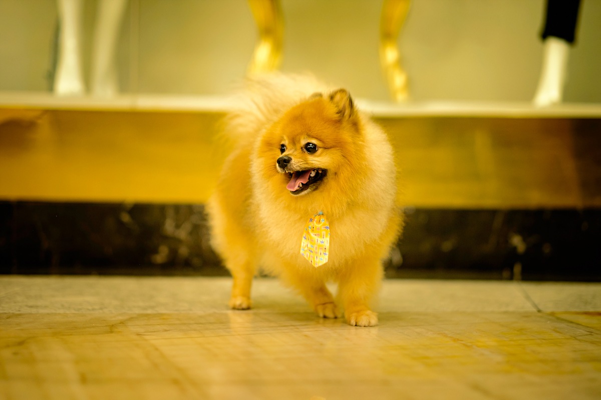Fotografia Pet - Lulu da Pomerânia