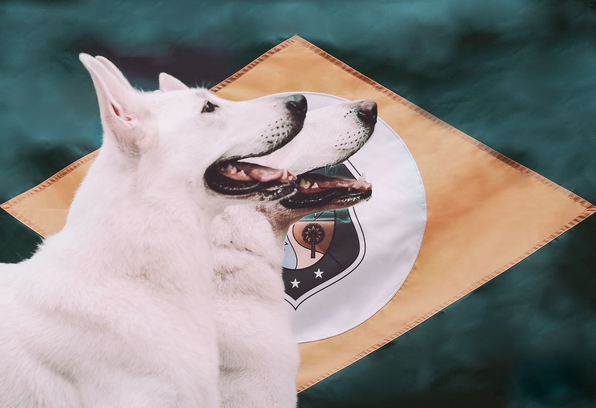 Casal de Pastores Brancos Suíço com a bandeira do estado do Ceará atrás