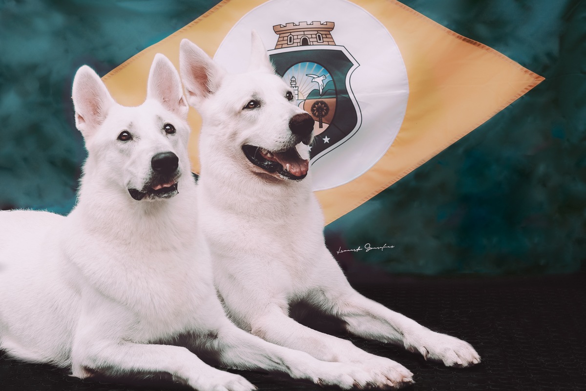 Casal de Pastores Brancos Suíço