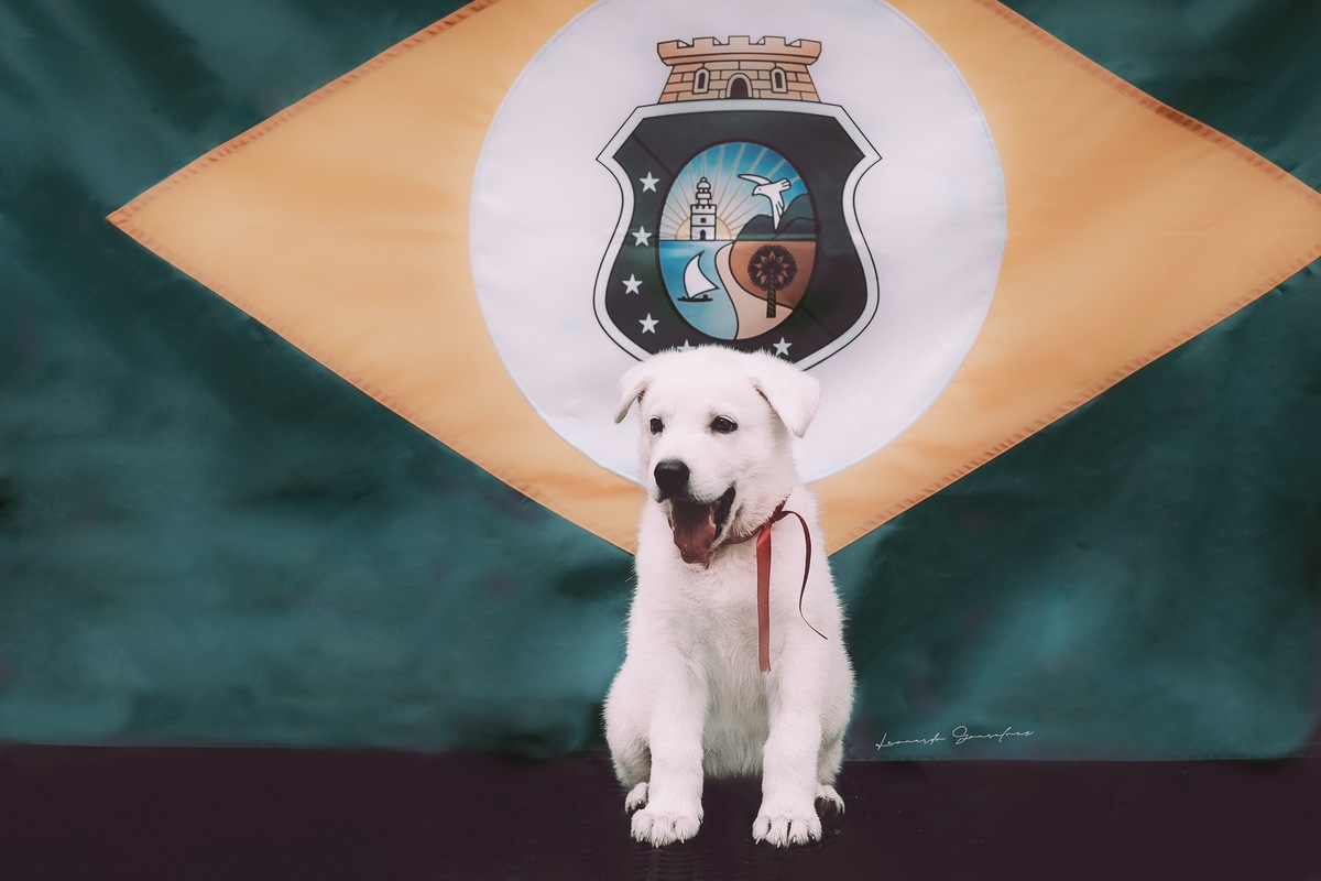 Lindo filhote de Pastor Branco Suíço