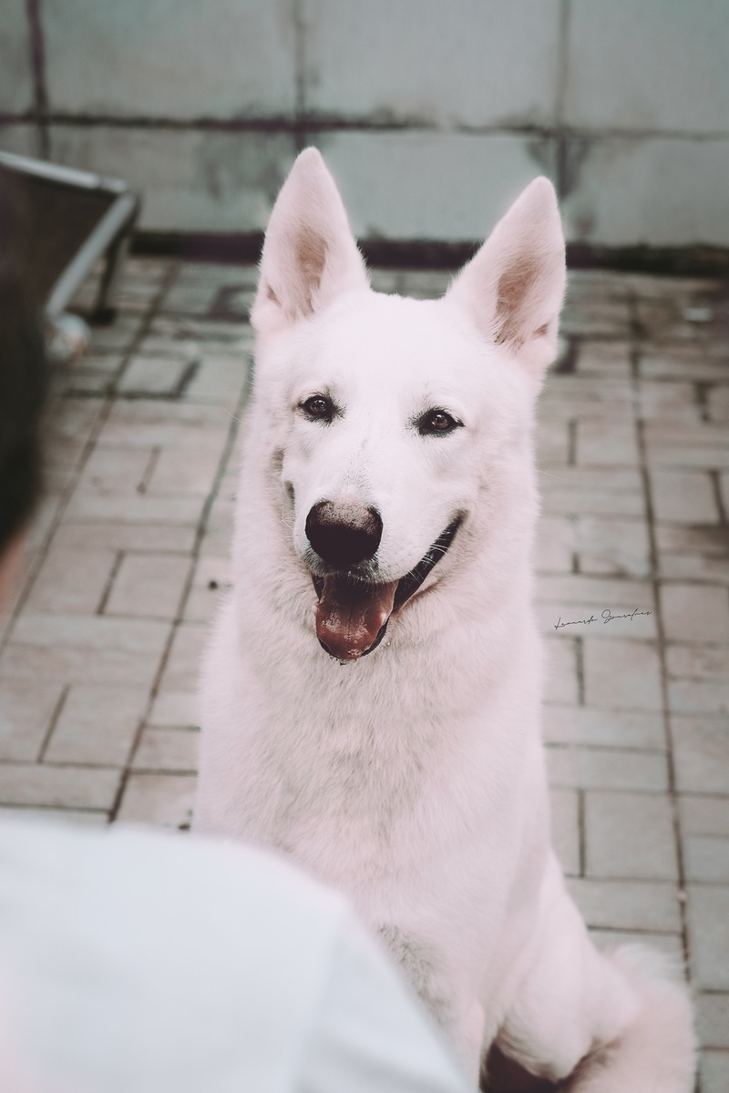 Snow, macho da raça Pastor Branco Suíço