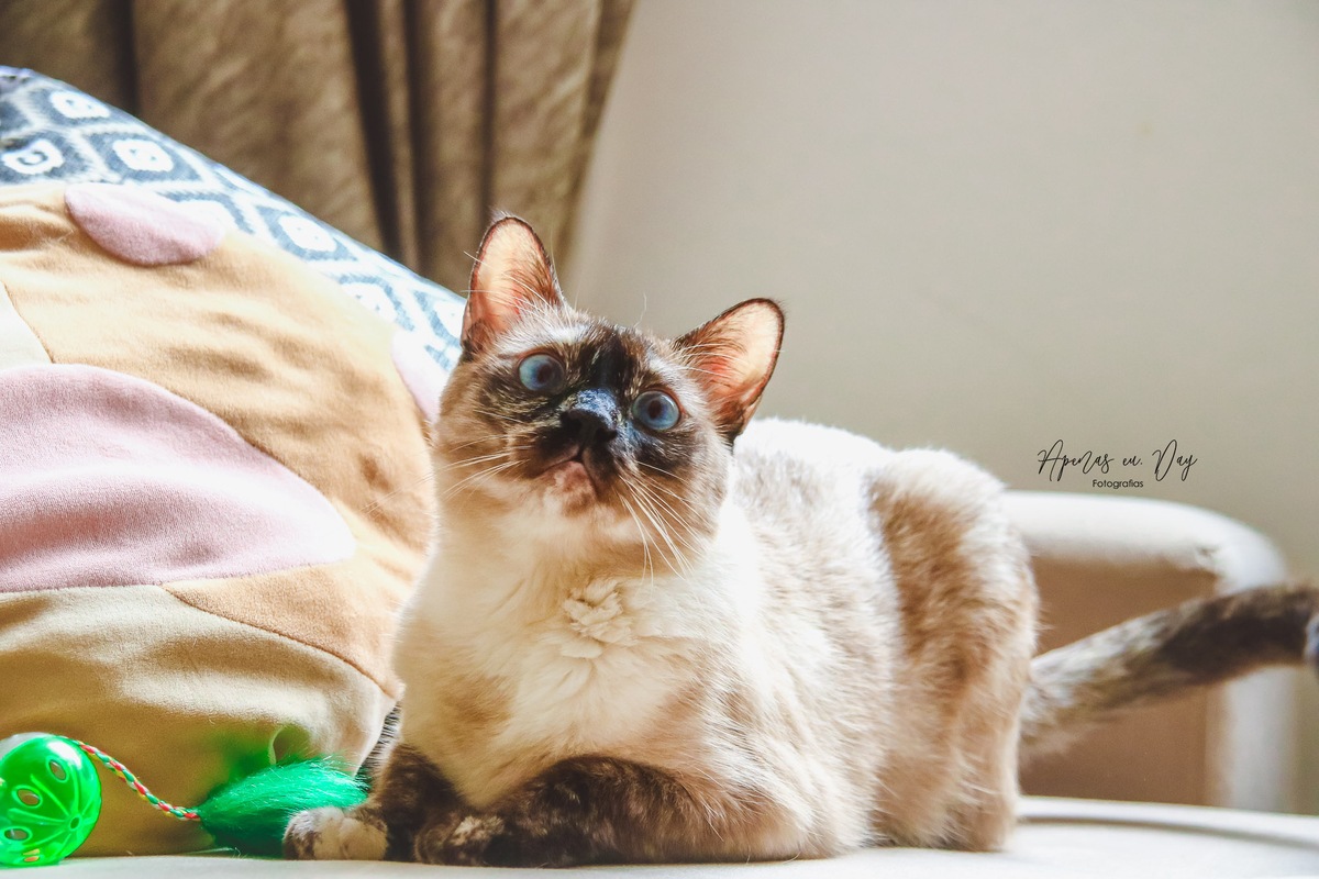 Ensaio Pet Lifestyle Com Gatos Siameses