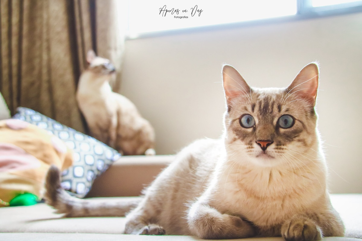 Ensaio Pet Lifestyle Com Gatos Siameses