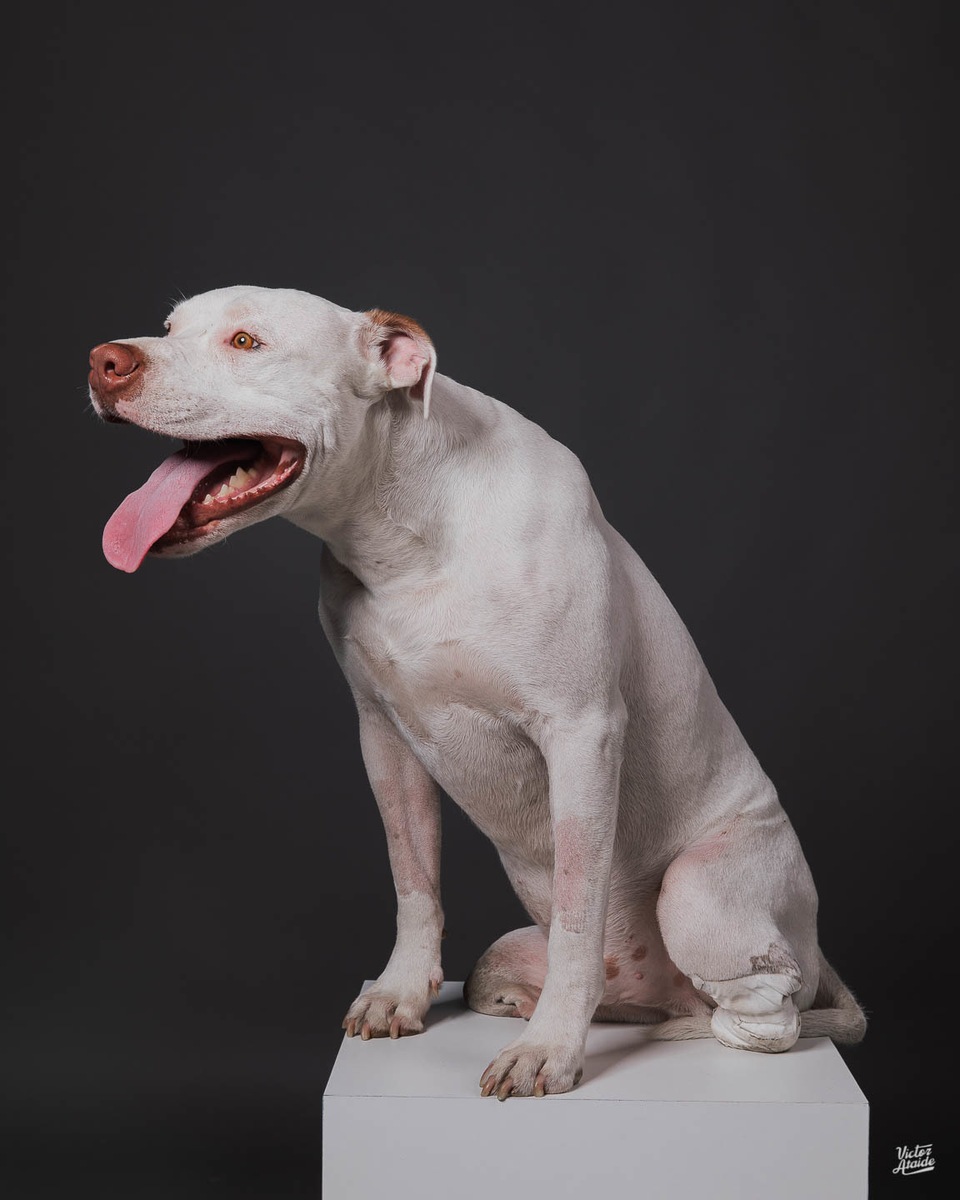 Cachorro Sansão, ensaio fotográfico sansão, cachorro, lei sansão