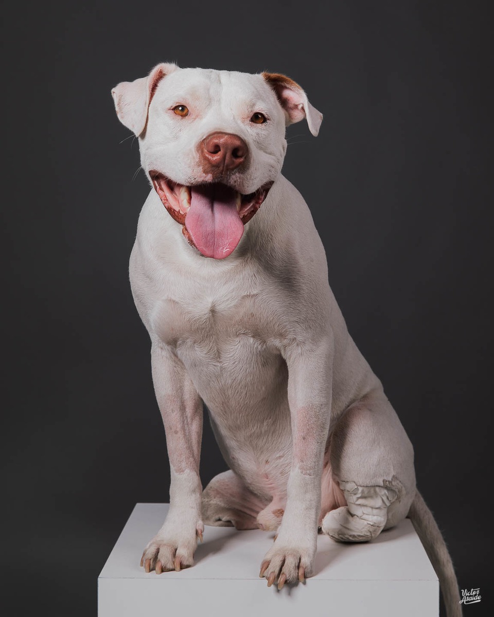 belo horizonte, cachorro, confins, fotografia, fotógrafo, fotógrafo de pet, lei sansão, pedro leopoldo, vespasiano, victor ataide