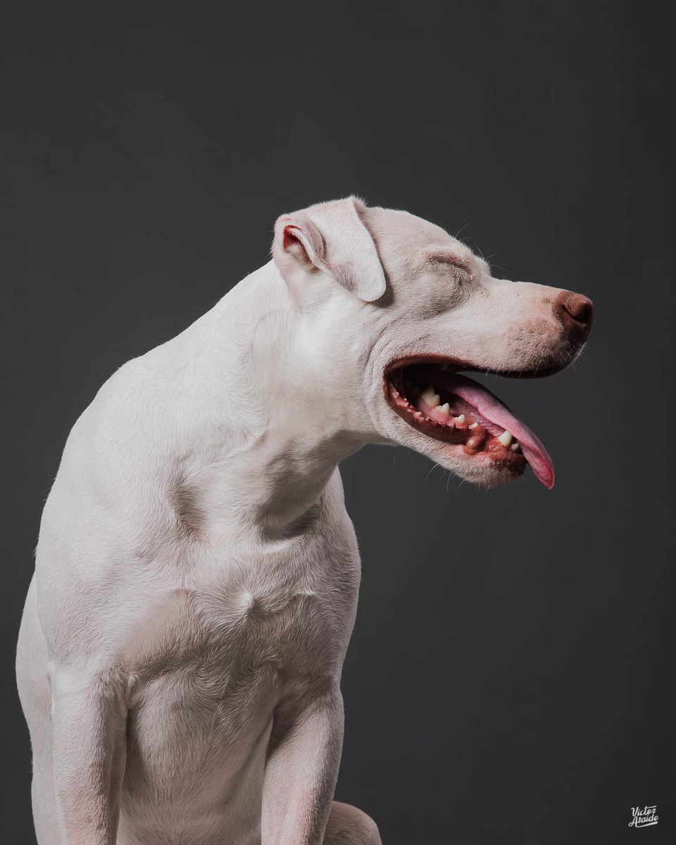 belo horizonte, cachorro, confins, fotografia, fotógrafo, fotógrafo de pet, lei sansão, pedro leopoldo, vespasiano, victor ataide