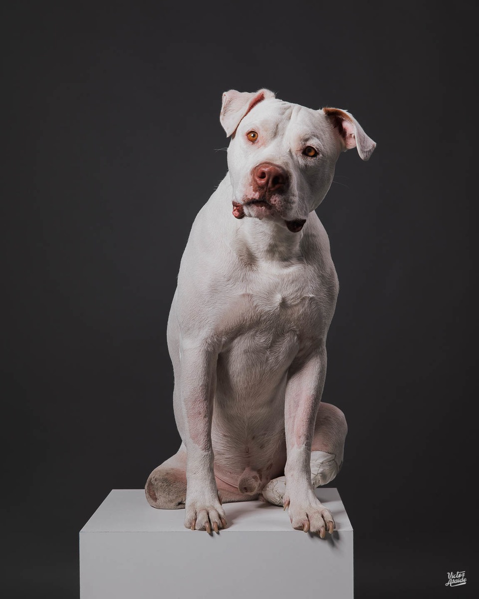 belo horizonte, cachorro, confins, fotografia, fotógrafo, fotógrafo de pet, lei sansão, pedro leopoldo, vespasiano, victor ataide
