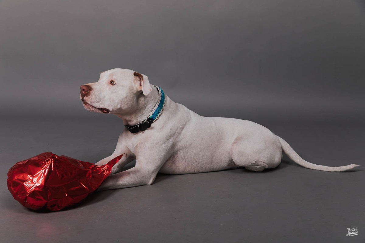 belo horizonte, cachorro, confins, fotografia, fotógrafo, fotógrafo de pet, lei sansão, pedro leopoldo, vespasiano, victor ataide