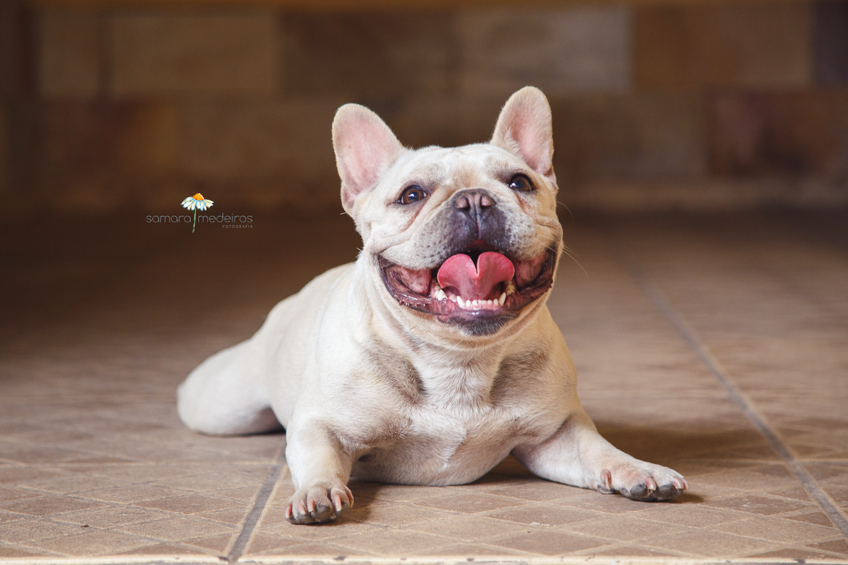 Cachorro da raça bulldog francês cor creme deitada com as orelhas de pé e a língua para fora em um sorrisão.