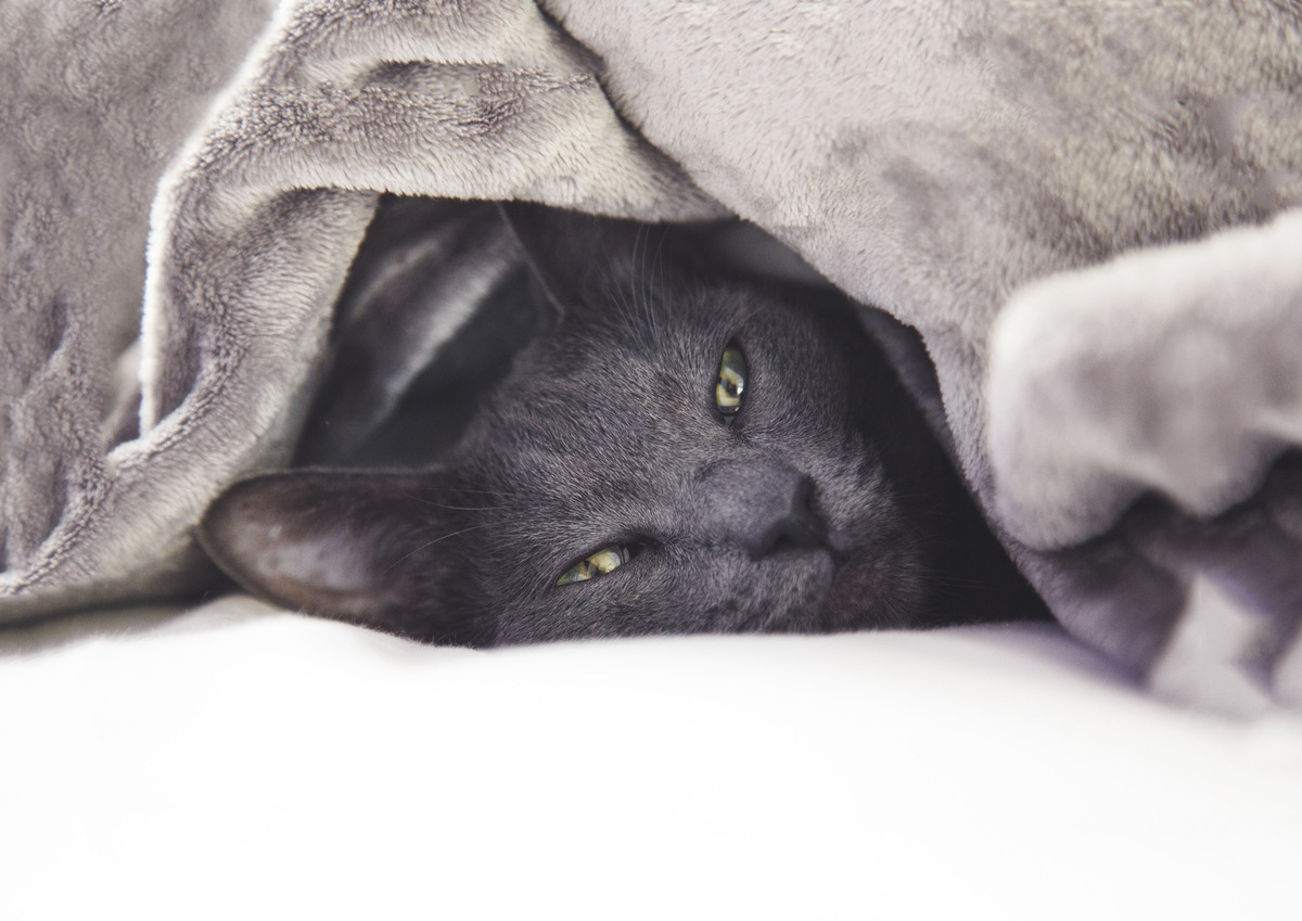 Gato cinza de olhos verdes, olhando para a foto, deitado na cama e embaixo e uma coberta também cinza, mais clara.