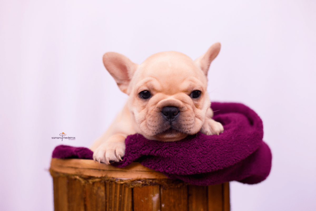 Filhote de bulldog francês deitada em um cesto de madeira coberto com uma manta vinho e com uma expressão de brava.