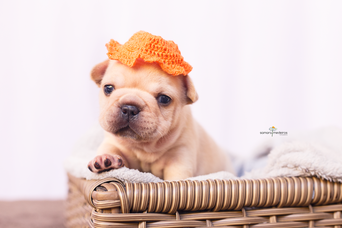 Filhote de cachorro da raça bulldog francês cor creme deitada em um cestinho coberto com uma manta cinza e um chapeuzinho de crochê na cabeça.