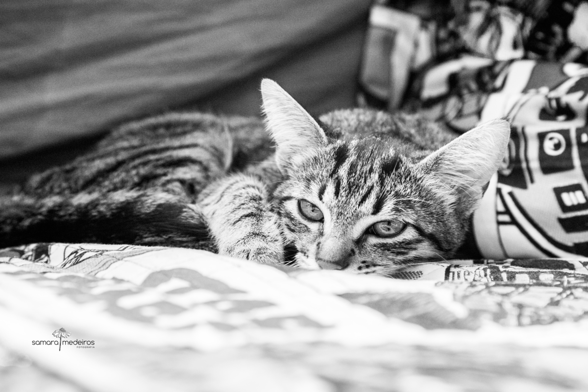 foto em preto e branco de uma gatinha tigrada deitada e olhando para a câmera