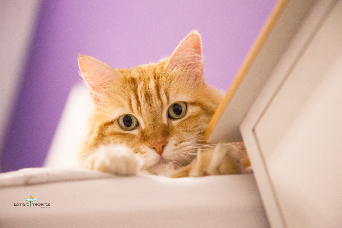 Gato amarelo parcialmente escondido pela cama, em uma foto feita de um ângulo baixo. O pet olha para a câmera.