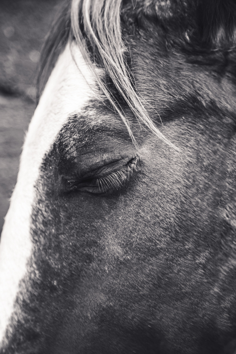Foto em preto e branco de um close na cara de um cavalo escuro com uma faixa branca no nariz, os olhos fechados.
