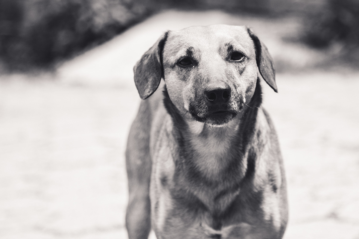 Foto em preto e branco de um cão grande, de rua, orelhas caídas, olhando para a câmera.