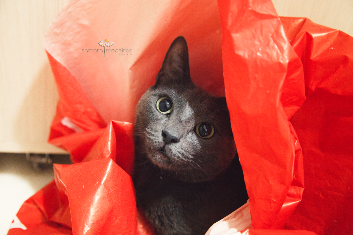 Gato cinza dentro de uma sacola vermelha, com as pupilas bem dilatadas, observando seu tutor, que não aparece na foto.