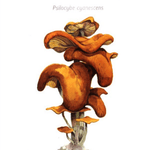 Psilocybe Cyanescens