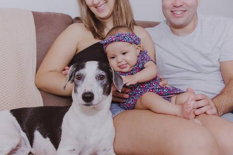 bebê puxando orelha de cachorro em ensaio de família em casa em ribeirão preto'