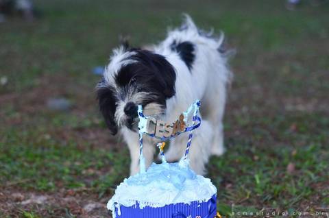 smash the cake cachorro'