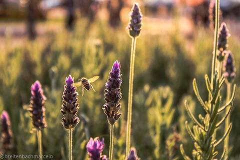 Foto do aluno: Marcelo'