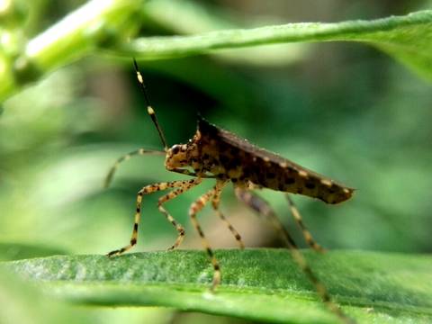 curso de fotografia de celular em campinas'