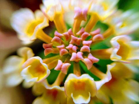 curso de mobgrafia em campinas'