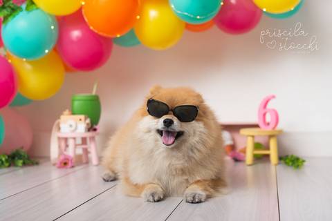 Sessão Infantil Cachorro São Paulo'