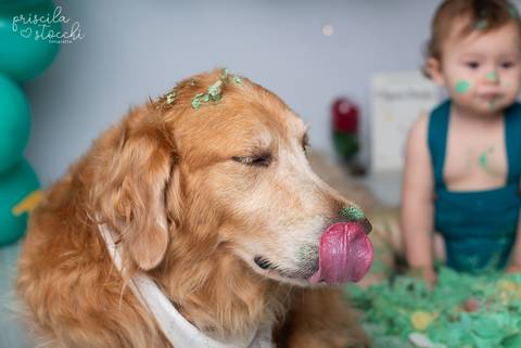 Smash the Cake 1 ano com Cachorro SP Zona Sul'
