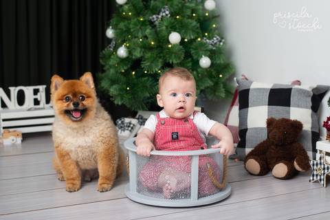 ensaio fotográfico de natal com cachorro SP'