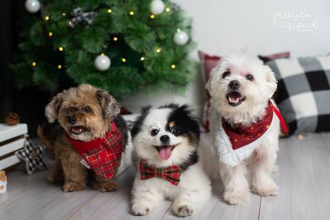 Ensaio de Natal Cachorro SP'